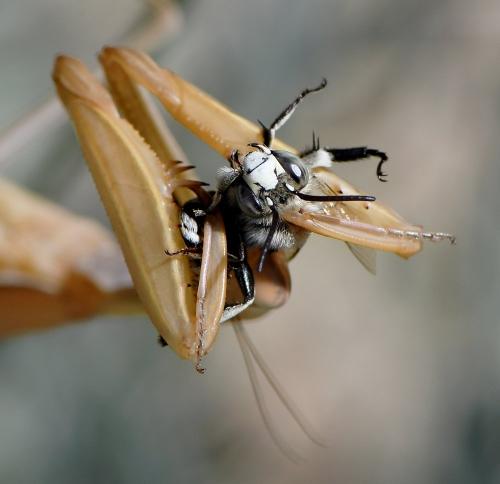 Réf. 239 868 : Amegilla quadrifasciata